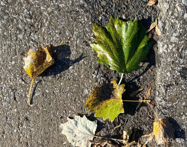 Какую погоду в начале октября прогнозируют синоптики