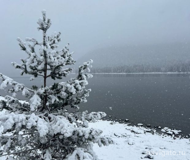 Минприроды усиливает контроль за ёлками перед Новым годом