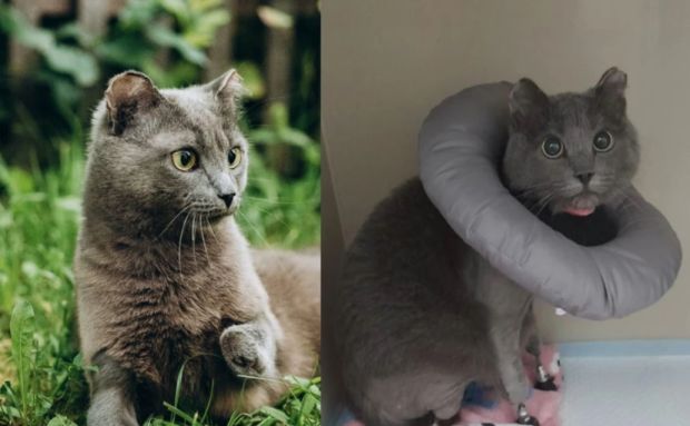 Коту, потерявшему все лапы в мороз, установили протезы