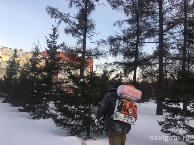 Антивандальным раствором в Новосибирске обработали уже около 1000 елок