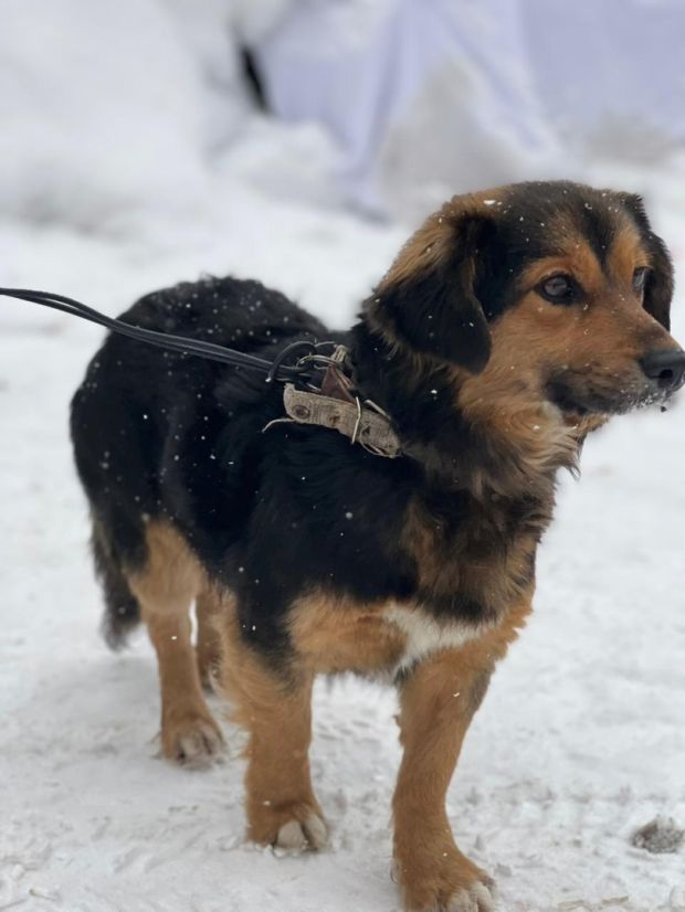 В приюте Академгородка рассказали о спасении собаки на дороге