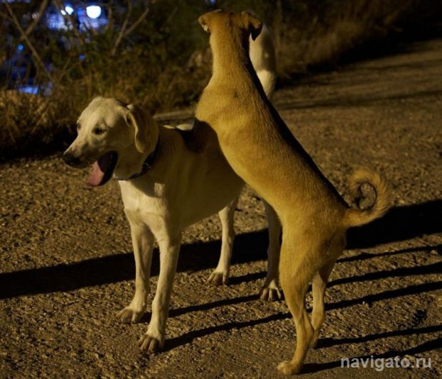 Собак, которые загрызли женщину насмерть, поместят в приют для животных