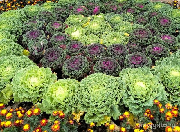 Почти 19 миллионов рублей готовы потратить на цветы в Новосибирске