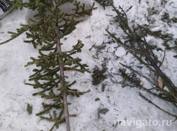 Новосибирцы сдали больше 40 кубометров ёлок на переработку