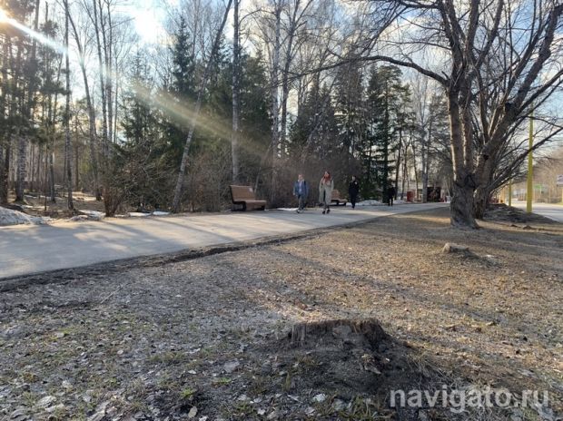 Старую черемуху Маака на улице Ильича уберут в этом году