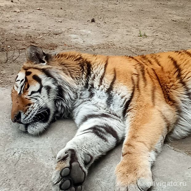 Новосибирский зоопарк поменял режим работы