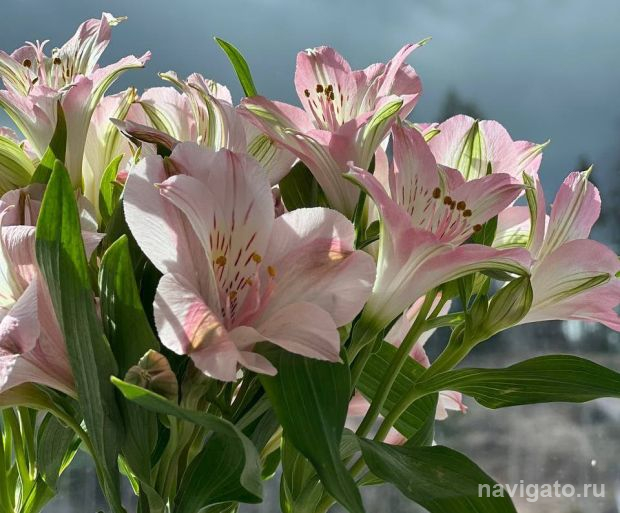 Мэр Новосибирска поздравляет сибирячек с 8 Марта