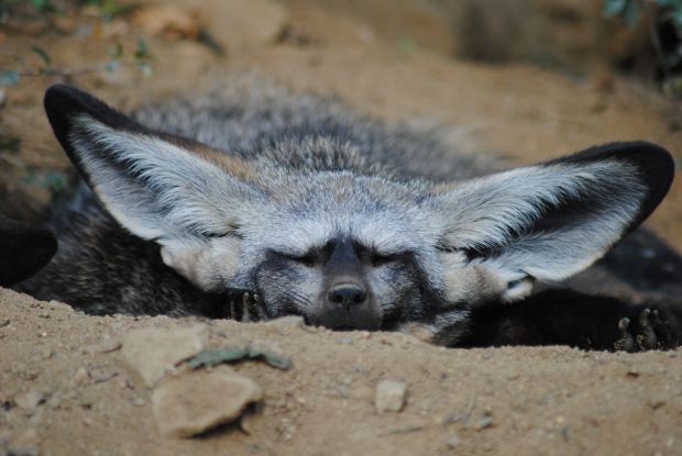 Новые локации появятся в Новосибирском зоопарке имени Шило