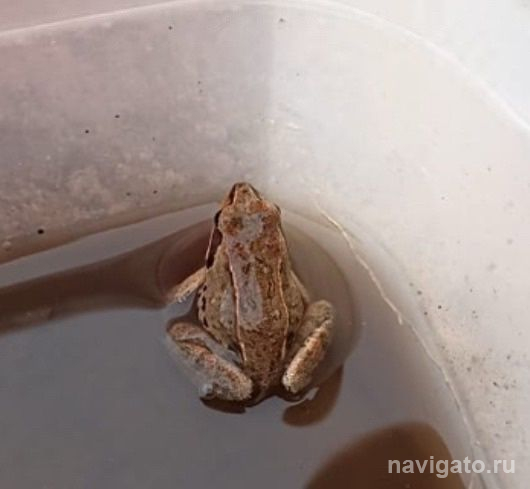 До 24 градусов потеплеет к выходным в Новосибирске