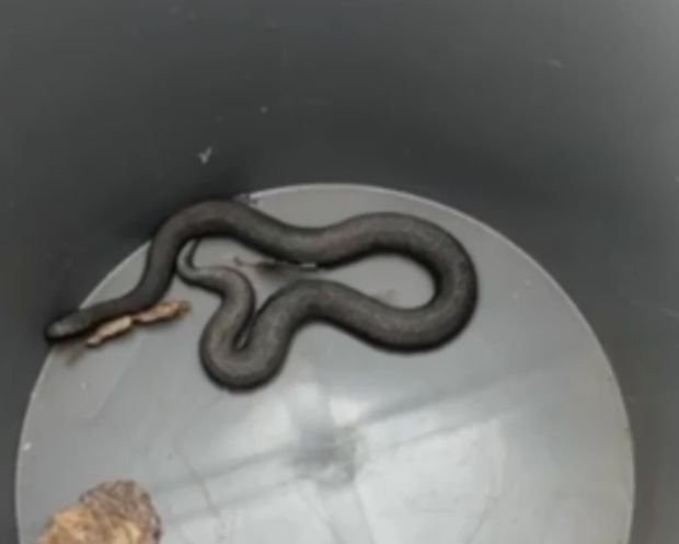 В лесах Академгородка проснулись гадюки