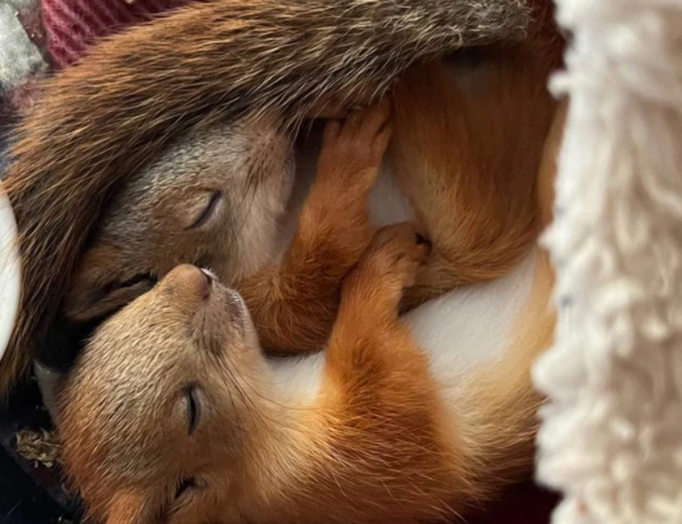 Жительница Новосибирска выхаживает пятерых бельчат