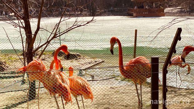 На майские праздники Новосибирский зоопарк продлил время работы