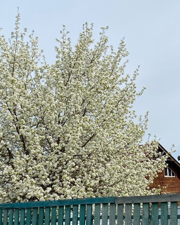 В Новосибирске потеплеет до 26 градусов