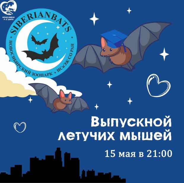 На выпускной летучих мышей приглашают новосибирцев