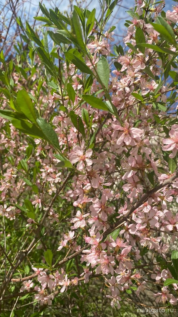 До 28 градусов потеплеет в Новосибирске на этой неделе