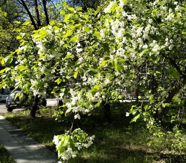 Новосибирцев предупреждают об усилении ветра и дождях