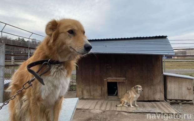 Животных с онкологией лечат с применением технологии нейтронного захвата