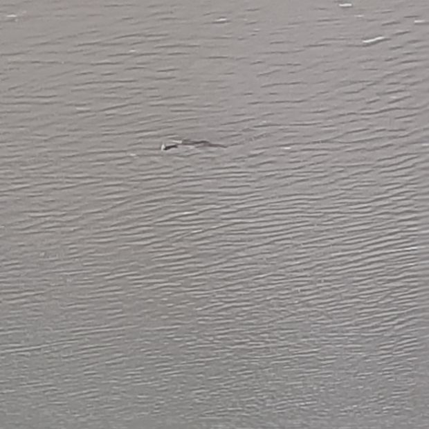 Мужчина утонул на озере в наукограде Кольцово