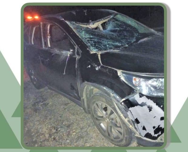 Лося и косулю сбили на дорогах Академгородка