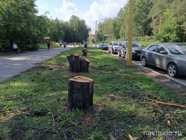 На улице Ильича спилили засохшие черёмухи Маака