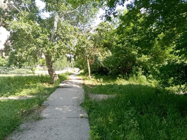 О сносе и обрезке деревьев расскажут жителям Советского района