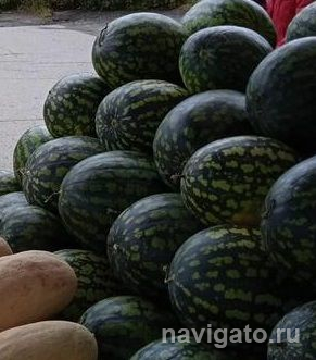 В одном из районов Новосибирска изъято 1556 арбузов