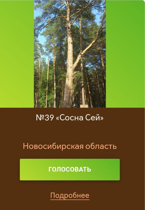 Сосна из Бердска участвует во всероссийском конкурсе «Дерево года»