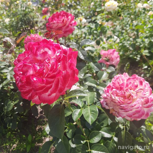 Подвели итоги конкурса на лучшую клумбу среди летних трудовых отрядов