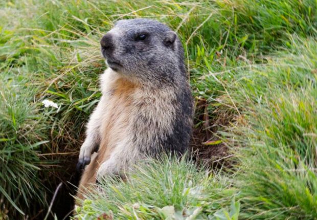 В регионе будут развивать новый маршрут экотуризма – «Деревню сурков»
