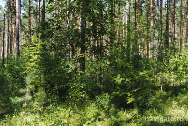 Чтобы сбор грибов и ягод не обернулся неприятностями