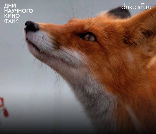 Фильмы Фестиваля научного кино ФАНК покажут в Академгородке