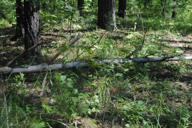 Дело о травмировании женщины в лесу рассмотрит Советский суд