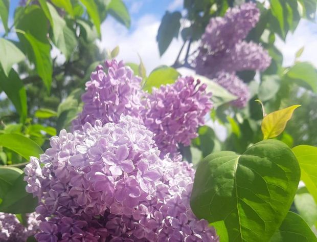 Более 2,5 тысячи саженцев сирени высадят в парках города