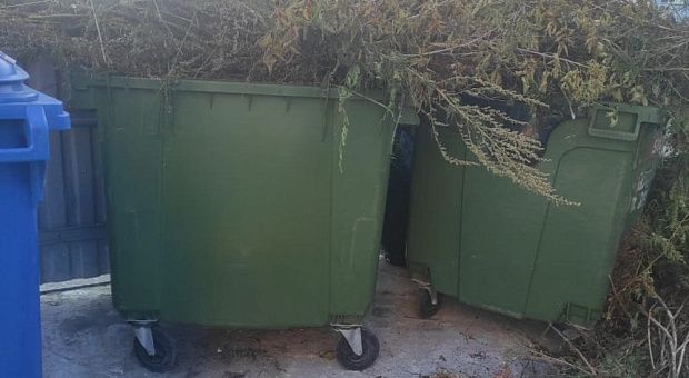 За выброс веток в контейнеры грозит большой штраф