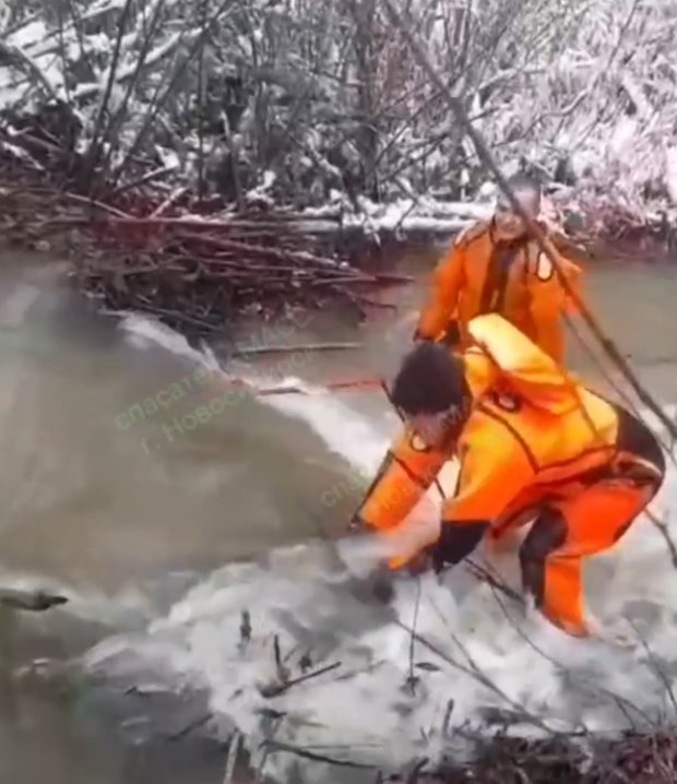 Спасатели очистили речку в Нижней Ельцовке от плотины бобров