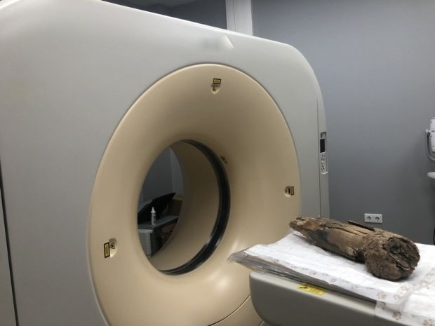 Ученые НГУ помогут ответить на вопрос, почему вымерли мамонты