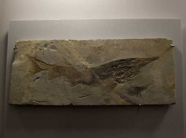 Окаменевших озёрных обитателей показали на выставке в НГУ