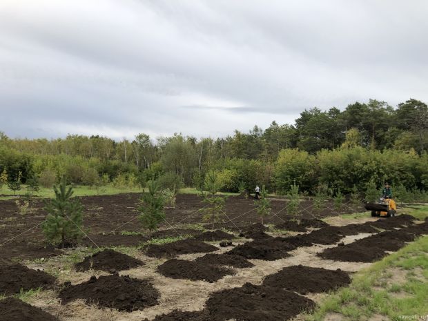 В Советском районе высадили 550 деревьев и около 800 кустарников