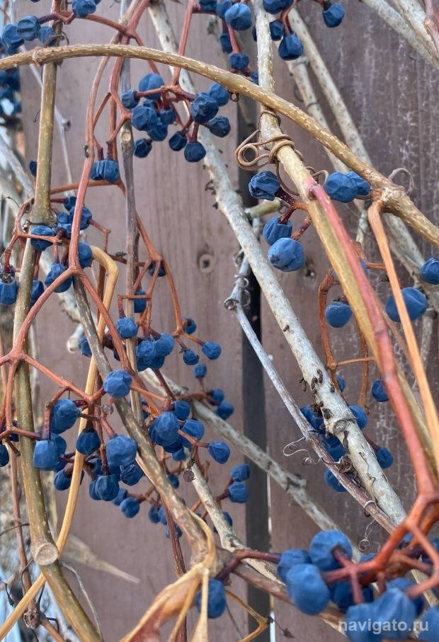 Синоптики обещают новосибирцам мокрый снег и сильный ветер