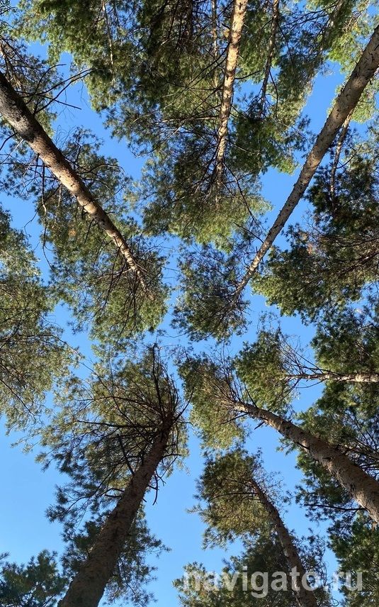 В Новосибирске высадили более 32 тысяч деревьев и кустарников