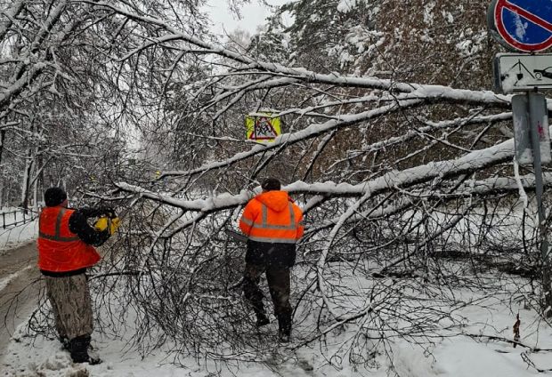 Деревья падают в Советском районе Новосибирска из-за непогоды