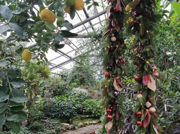 На экскурсиях в оранжереи Ботсада расскажут о новогодних традициях