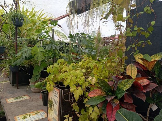 В ботсаду СО РАН научат подбирать растения для офиса