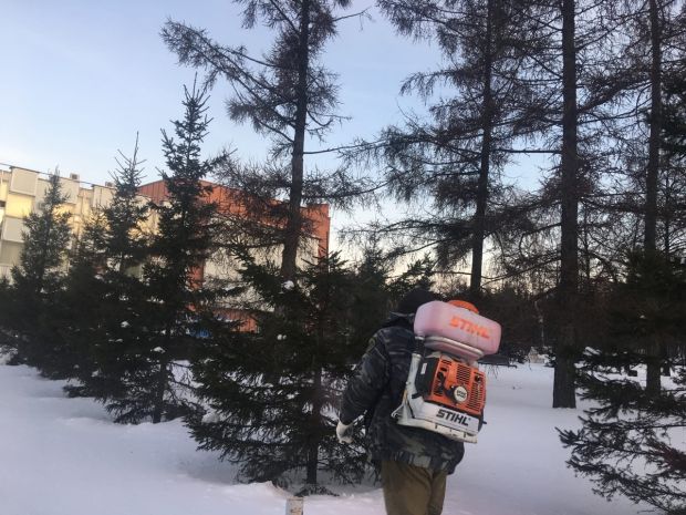 Почти 3000 городских елей обработали антивандальным раствором