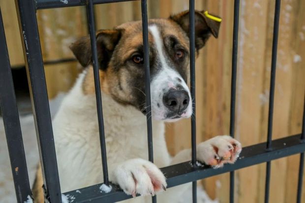 Новый пункт для бездомных собак открыли в Новосибирске