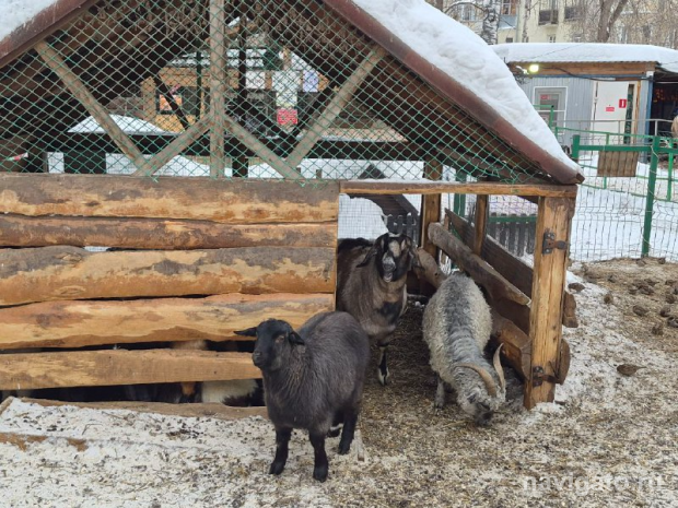 Пособие для обучения в агроклассах подготовили новосибирские ученые