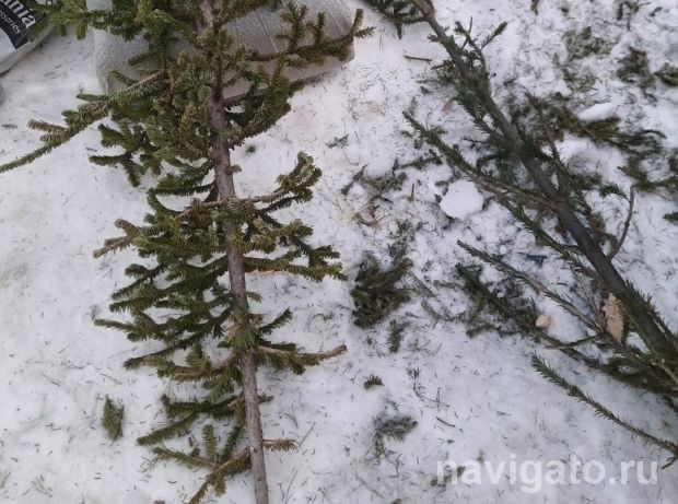 36 кубометров ёлок новосибирцы сдали в пункты приёма