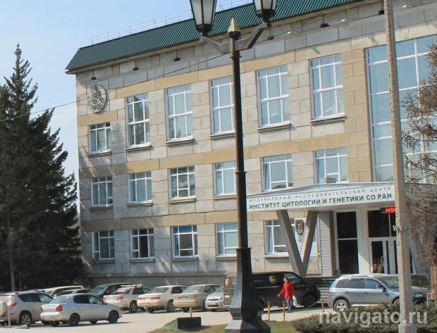 Сибирские ученые определили происхождение городского подземного комара