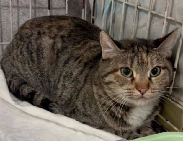 В Новосибирске ищут хозяев для 20 кошек