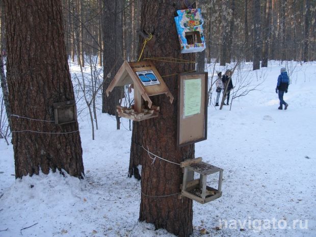 В Новосибирской области посчитали воробьев